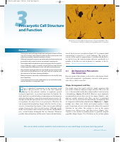 Procaryotic Cell Structure.pdf